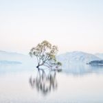 That Wanaka Tree