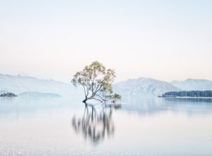 That Wanaka Tree