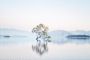 That Wanaka Tree