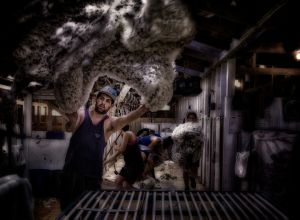 shearing 2016august 28  2016160828 dxo edit