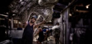 shearing 2016august 28  2016160828 dxo edit